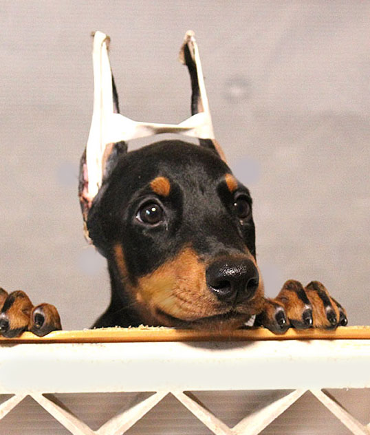 断耳後の子犬写真