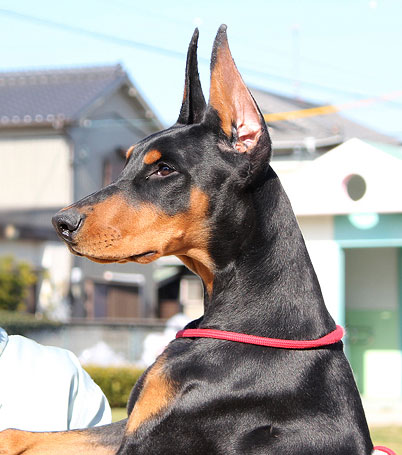 デヴィの耳の写真