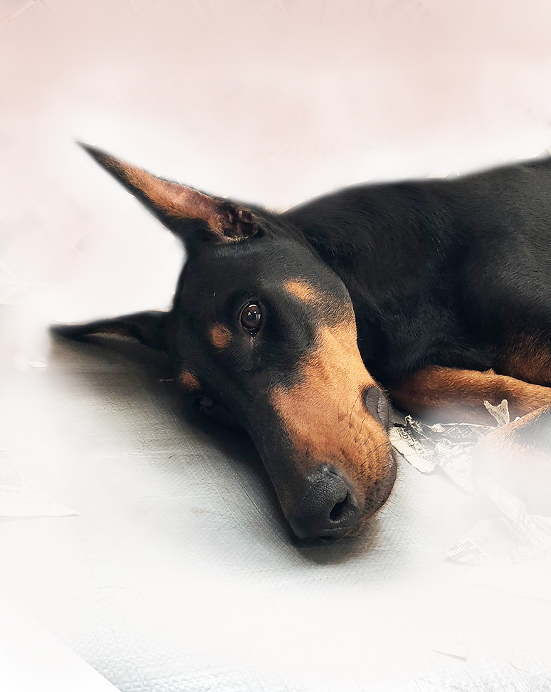 グッピーの写真