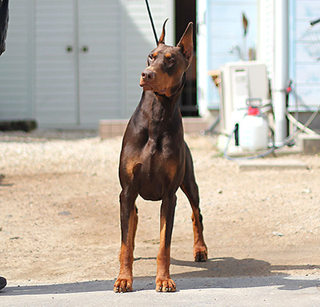 フィーゴの写真