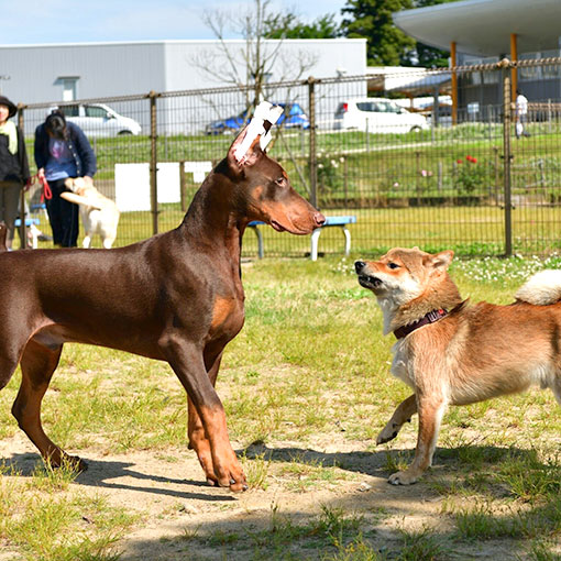 ニック君の写真
