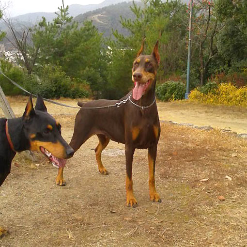 ココちゃんとリンちゃんの写真