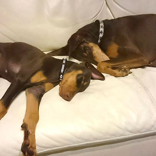 ジュノちゃんの写真