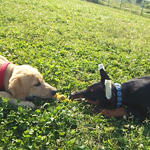 エルサちゃんの写真